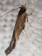 Coccidiphila danilevskyi