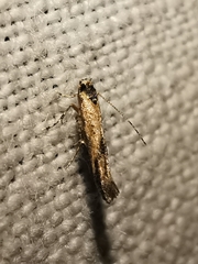 Coccidiphila danilevskyi