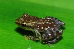 Guibemantis