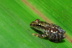 Guibemantis
