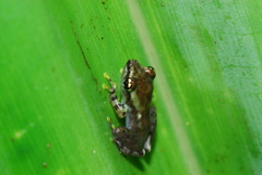 Guibemantis