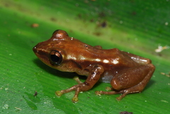 Guibemantis