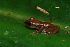Guibemantis