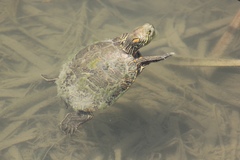 Trachemys gaigeae