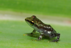 Guibemantis