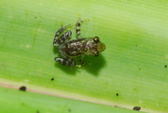 Guibemantis