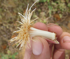 Pseudobombax parvifolium