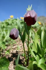 Fritillaria latifolia