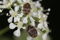 Anthrenus fuscus