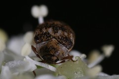 Anthrenus fuscus