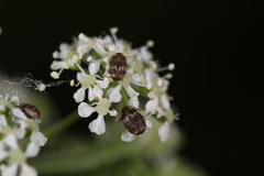 Anthrenus fuscus
