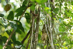 Uropsila leucogastra