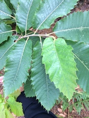Castanea sativa