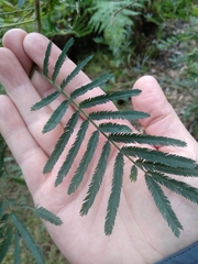 Acacia irrorata