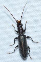 Oxycopis falli