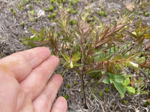 Narrowleaf cowwheat (Melampyrum lineare)