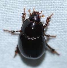 Hybosorus