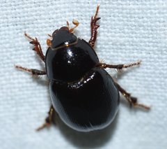 Hybosorus