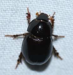 Hybosorus