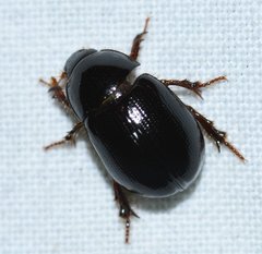 Hybosorus