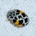 Fungus-eating Lady Beetles - Photo (c) Joe MDO, some rights reserved (CC BY-NC), uploaded by Joe MDO