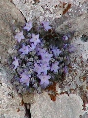 Campanula fragilis cavolinii