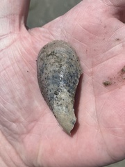 Modiolinae
