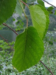 Betula × utahensis