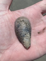 Modiolinae