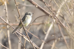 Empidonax oberholseri
