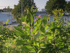 Impatiens glandulifera