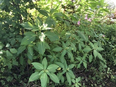 Impatiens glandulifera