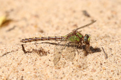 Ophiogomphus smithi