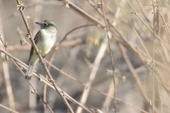 Empidonax oberholseri