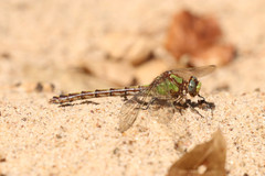 Ophiogomphus smithi