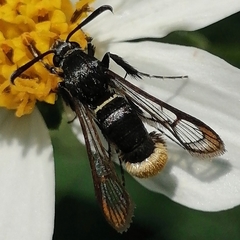Aegerina