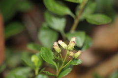 Baccharis rupicola