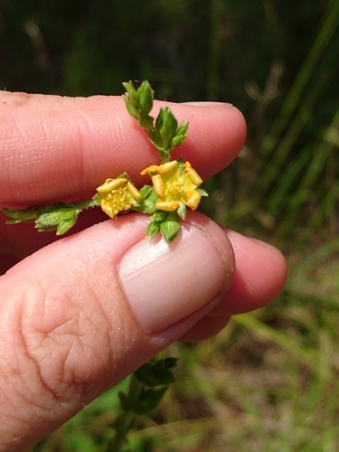 Hairy St. Johnswort (Hypericum setosum)
