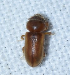 Tropicus pusillus