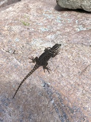Sceloporus jarrovii