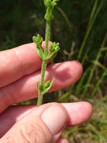 Image of Hypericum setosum by (c) Abby Darrah, some rights reserved (CC BY)