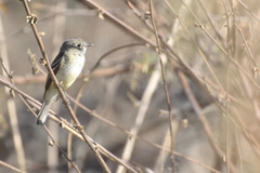Empidonax oberholseri