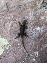 Sceloporus jarrovii