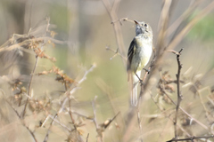 Empidonax oberholseri