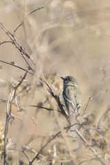 Empidonax oberholseri