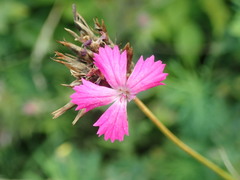 Dianthus pontederae