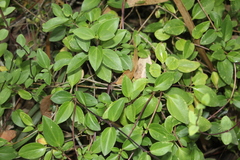 Valeriana clematitis