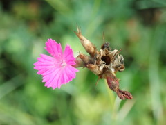 Dianthus pontederae