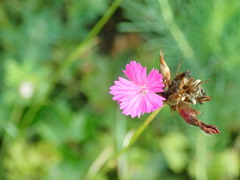 Dianthus pontederae