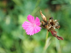 Dianthus pontederae